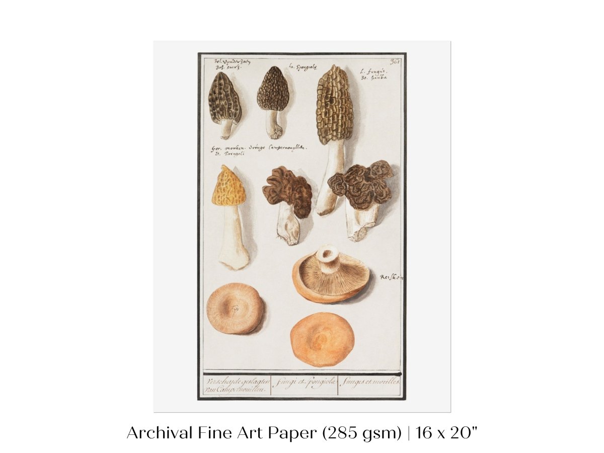 Morchella | P249 - Single Art Prints - Piccolo Fiore Prints