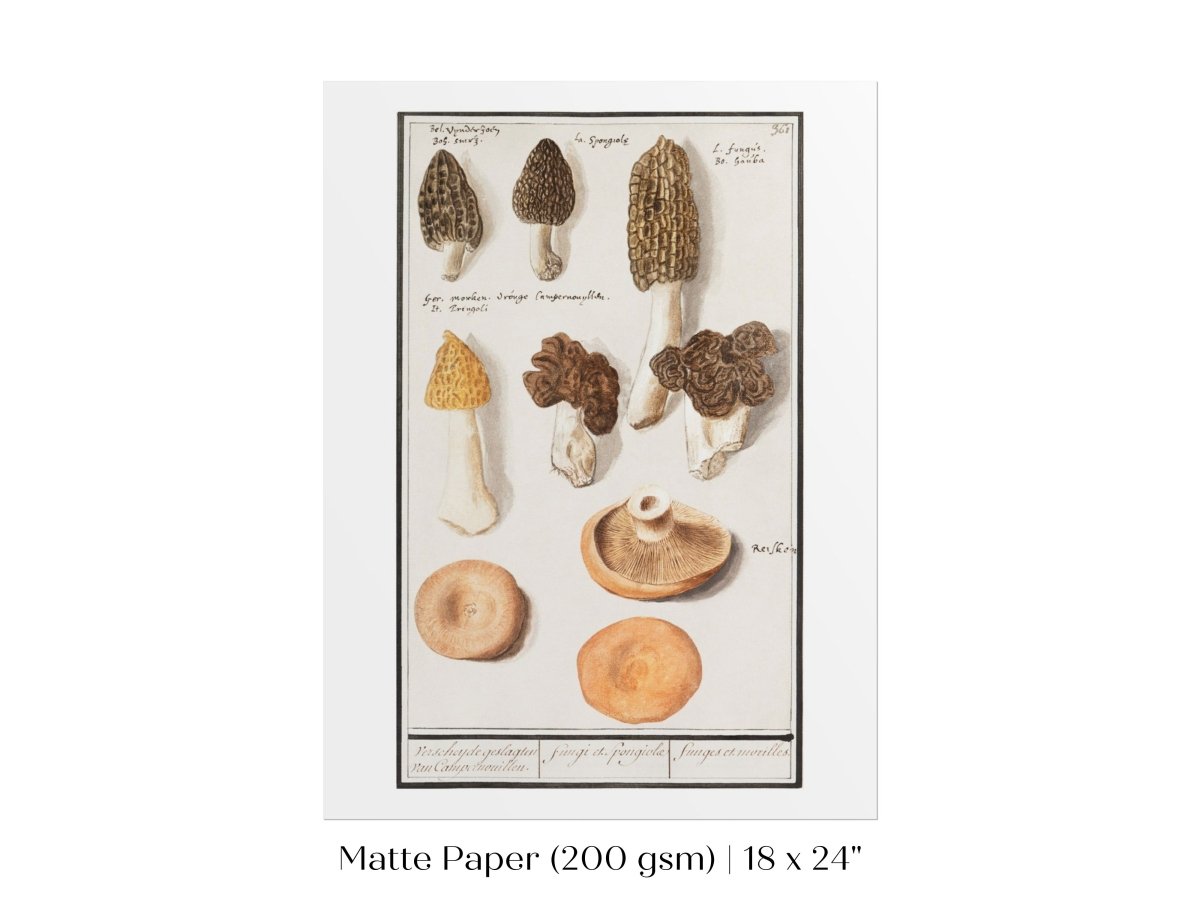 Morchella | P249 - Single Art Prints - Piccolo Fiore Prints