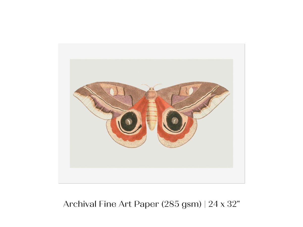 Moth Illustration | P80 - Single Art Prints - Piccolo Fiore Prints