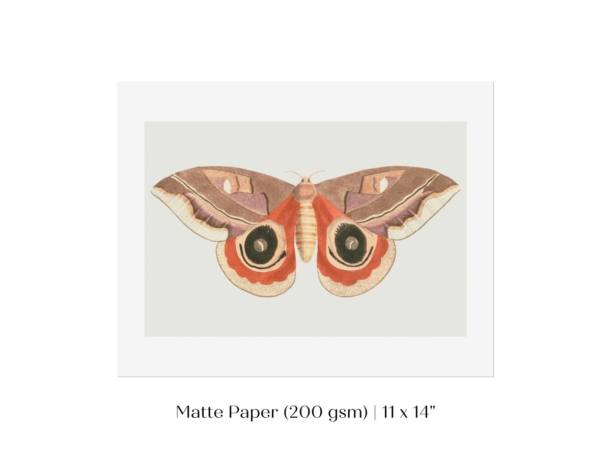 Moth Illustration | P80 - Single Art Prints - Piccolo Fiore Prints