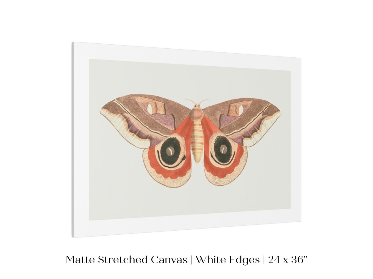Moth Illustration | P80 - Single Art Prints - Piccolo Fiore Prints
