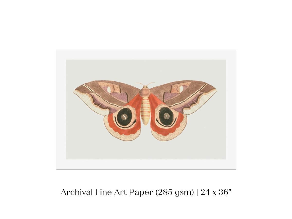Moth Illustration | P80 - Single Art Prints - Piccolo Fiore Prints