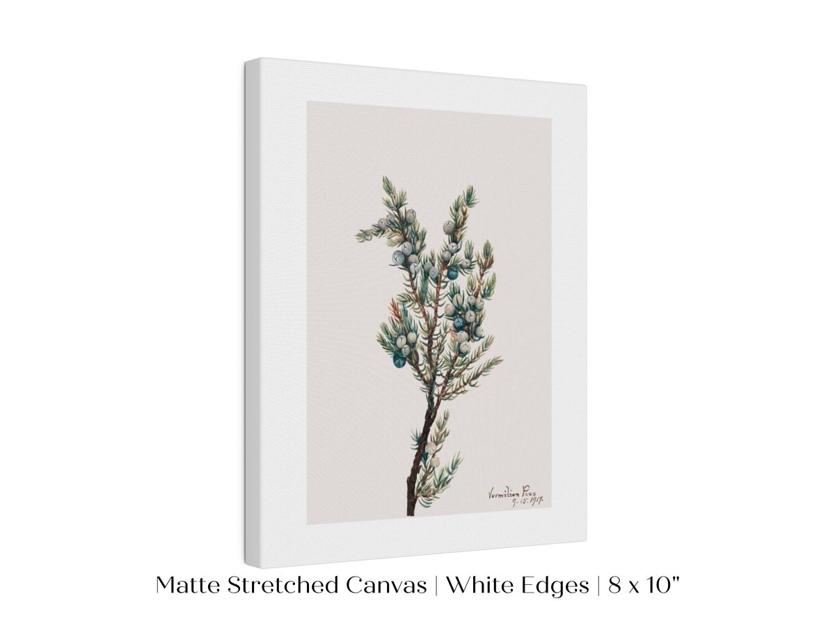 Mountain Juniper | P200 - Single Art Prints - Piccolo Fiore Prints