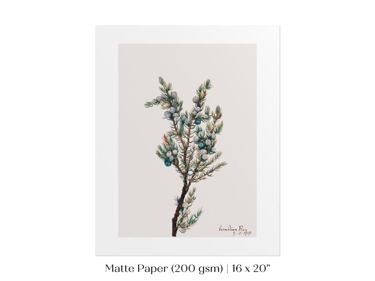 Mountain Juniper | P200 - Single Art Prints - Piccolo Fiore Prints