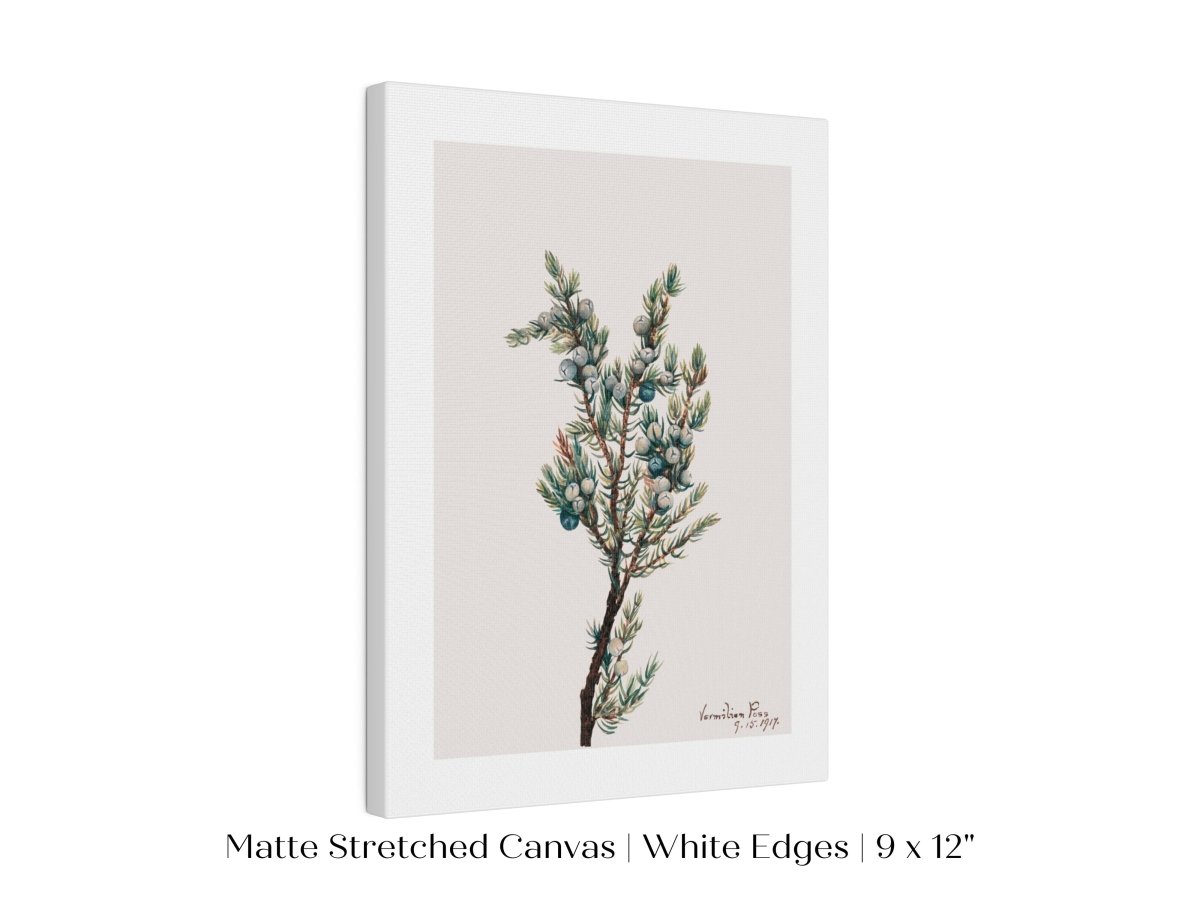 Mountain Juniper | P200 - Single Art Prints - Piccolo Fiore Prints