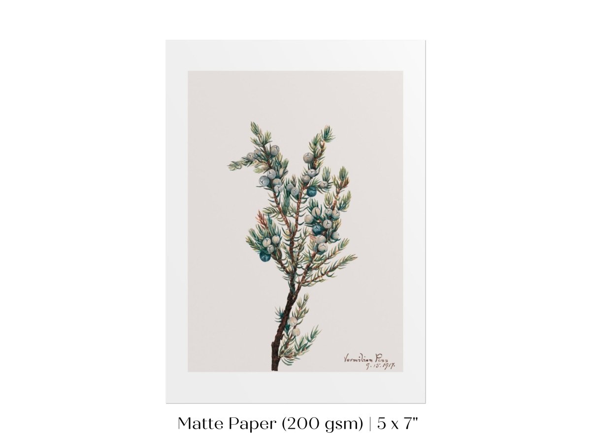 Mountain Juniper | P200 - Single Art Prints - Piccolo Fiore Prints