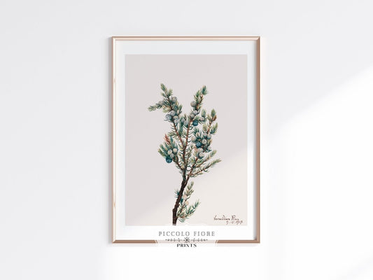 Mountain Juniper | P200 - Single Art Prints - Piccolo Fiore Prints