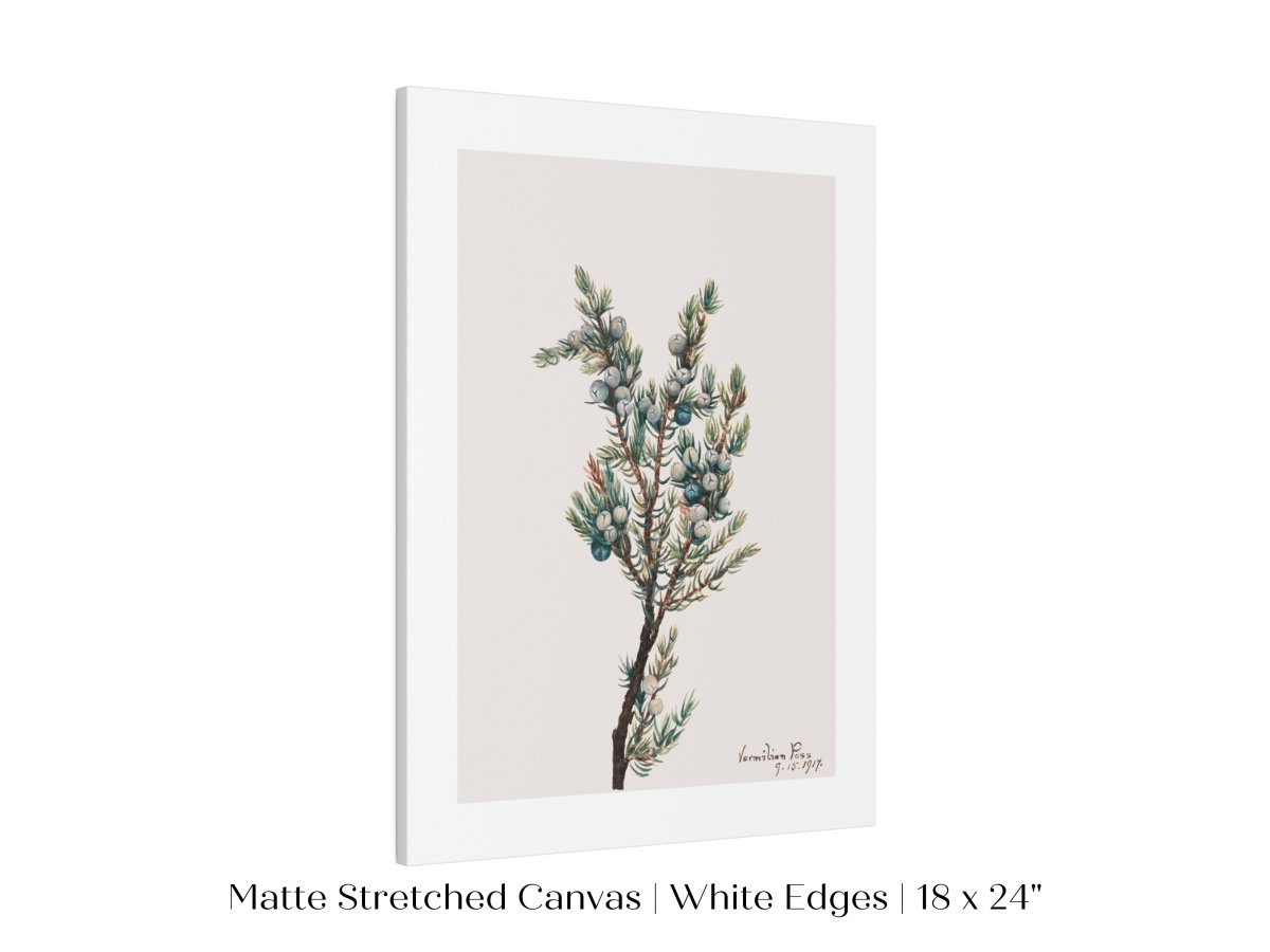 Mountain Juniper | P200 - Single Art Prints - Piccolo Fiore Prints