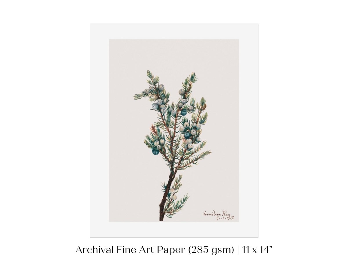 Mountain Juniper | P200 - Single Art Prints - Piccolo Fiore Prints
