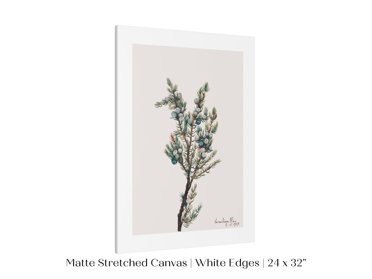 Mountain Juniper | P200 - Single Art Prints - Piccolo Fiore Prints