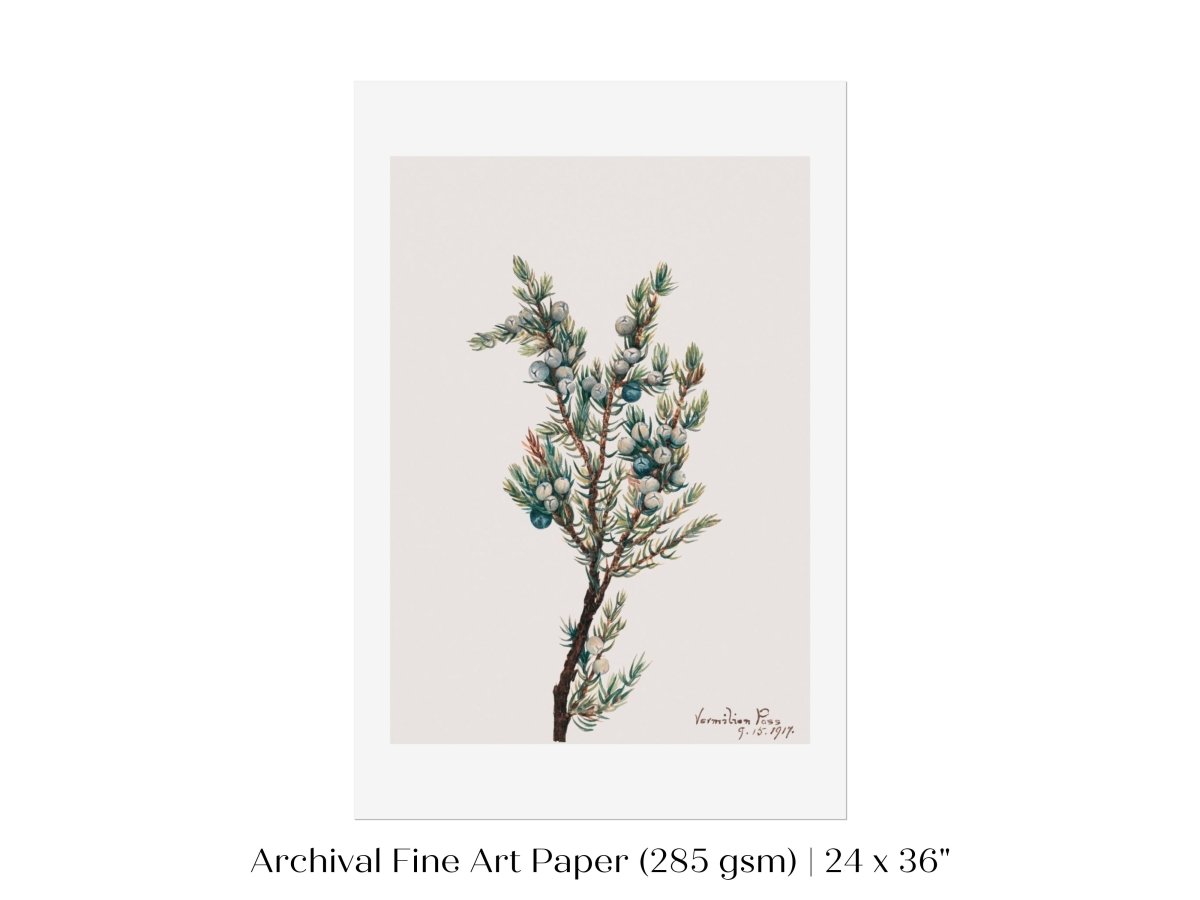 Mountain Juniper | P200 - Single Art Prints - Piccolo Fiore Prints