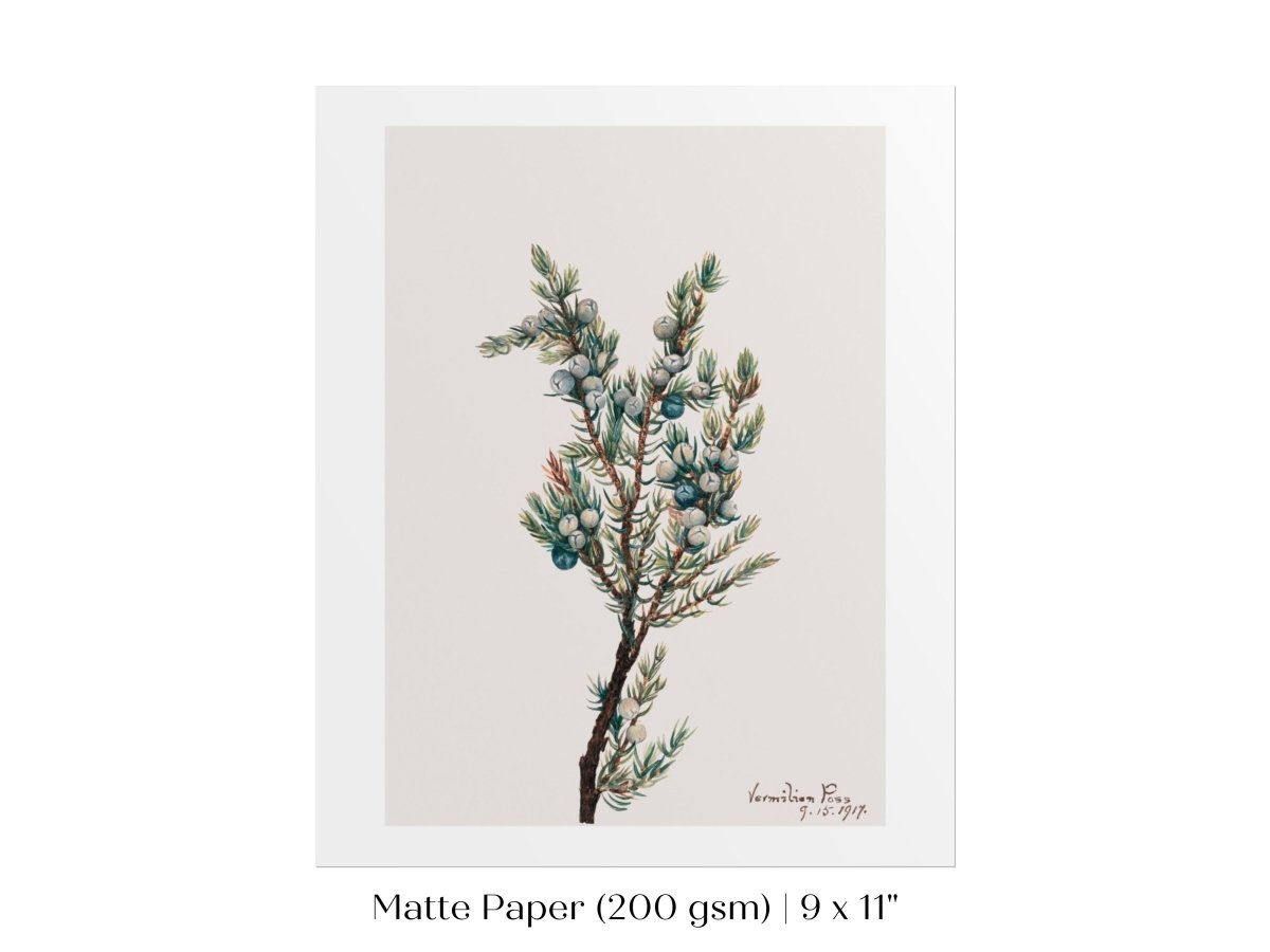 Mountain Juniper | P200 - Single Art Prints - Piccolo Fiore Prints