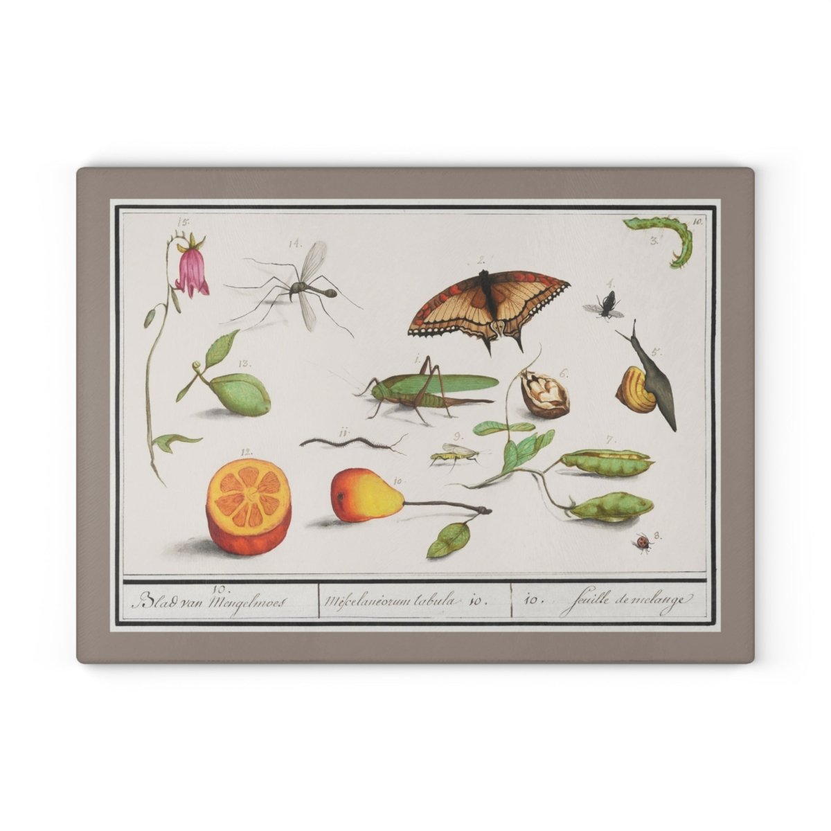 Natural History Ensemble No. 10 | Glass Chopping Board - Glass Chopping Board - Piccolo Fiore Prints