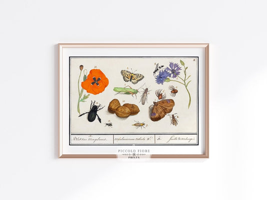 Natural History Ensemble | P239 - Single Art Prints - Piccolo Fiore Prints