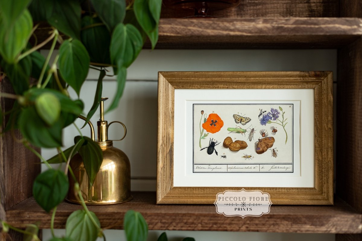 Natural History Ensemble | P239 - Single Art Prints - Piccolo Fiore Prints