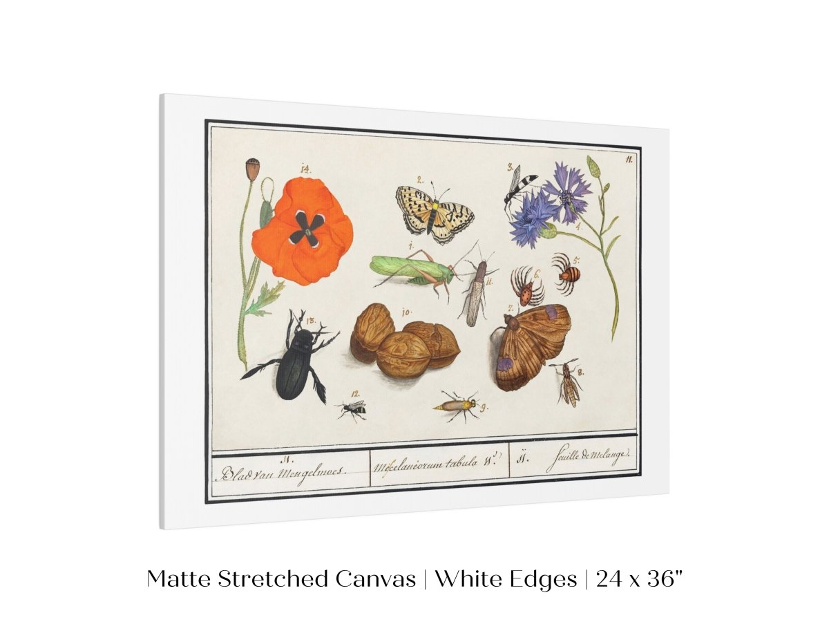 Natural History Ensemble | P239 - Single Art Prints - Piccolo Fiore Prints
