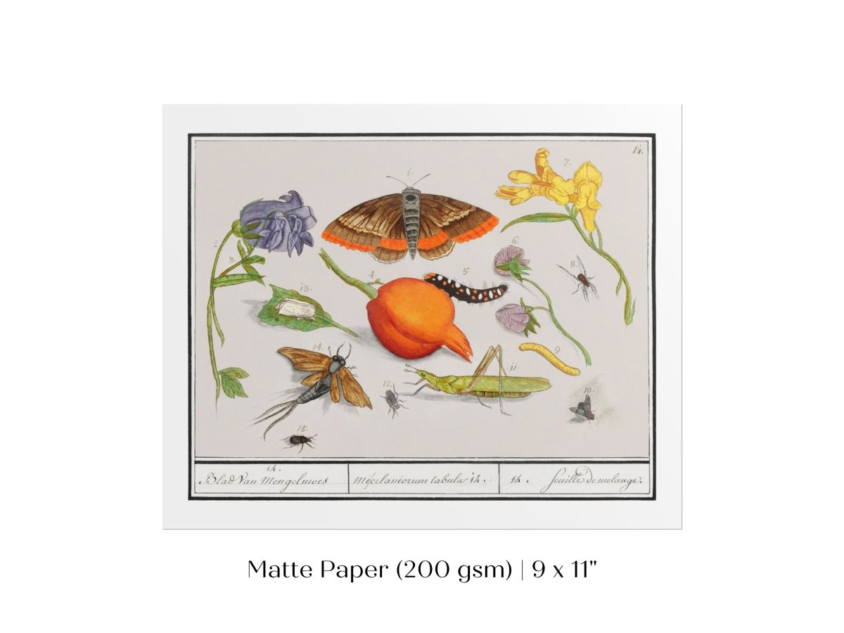 Natural History Ensemble | P362 - Single Art Prints - Piccolo Fiore Prints