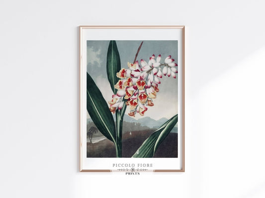 Nodding Renealmia | P391 - Single Art Prints - Piccolo Fiore Prints