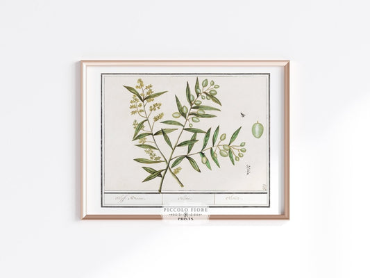 Olive Illustration | P344 - Single Art Prints - Piccolo Fiore Prints