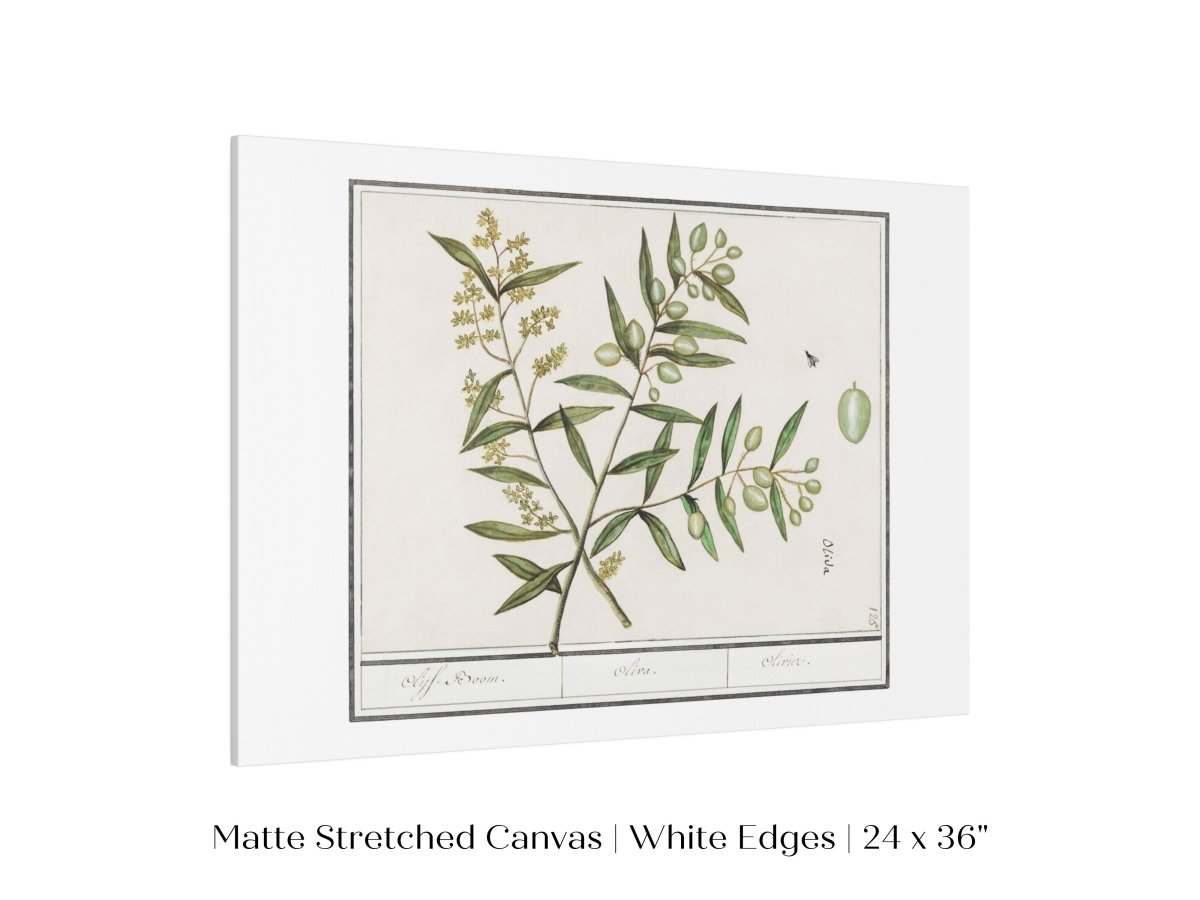 Olive Illustration | P344 - Single Art Prints - Piccolo Fiore Prints