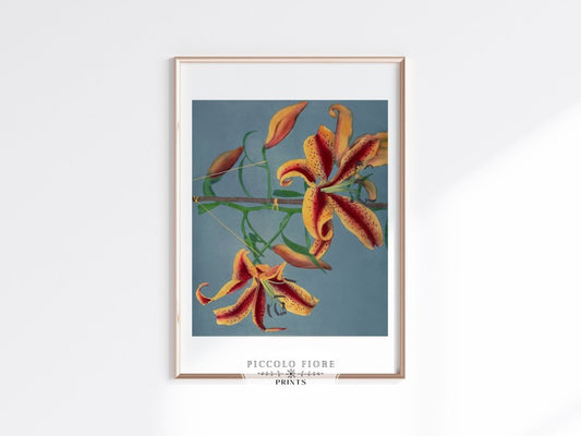 Orange Lily Japanese Collotype/Photograph | P242 - Single Art Prints - Piccolo Fiore Prints
