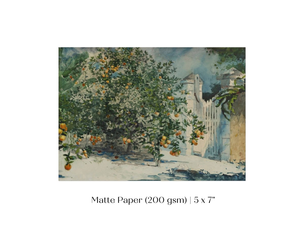 Orange Trees and Gate | P441 - Single Art Prints - Piccolo Fiore Prints