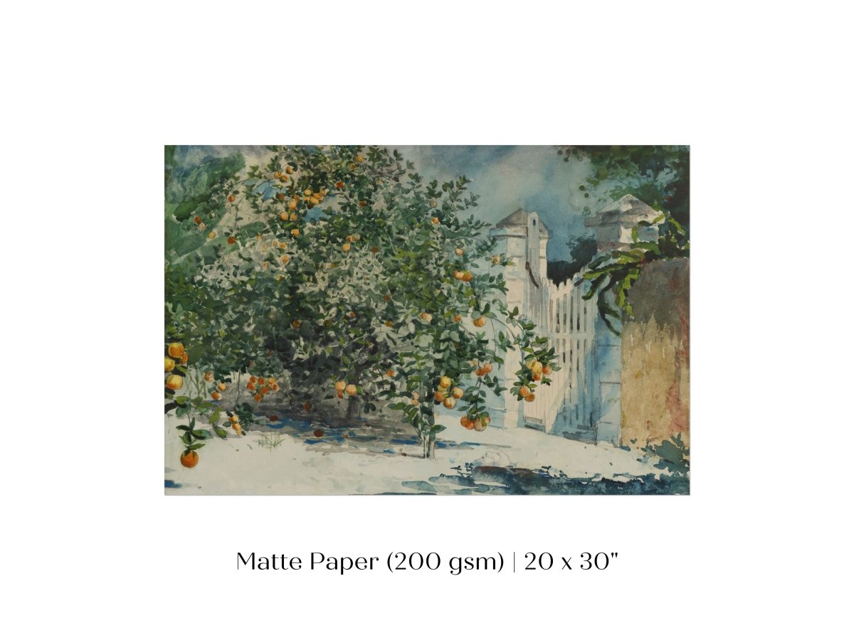 Orange Trees and Gate | P441 - Single Art Prints - Piccolo Fiore Prints