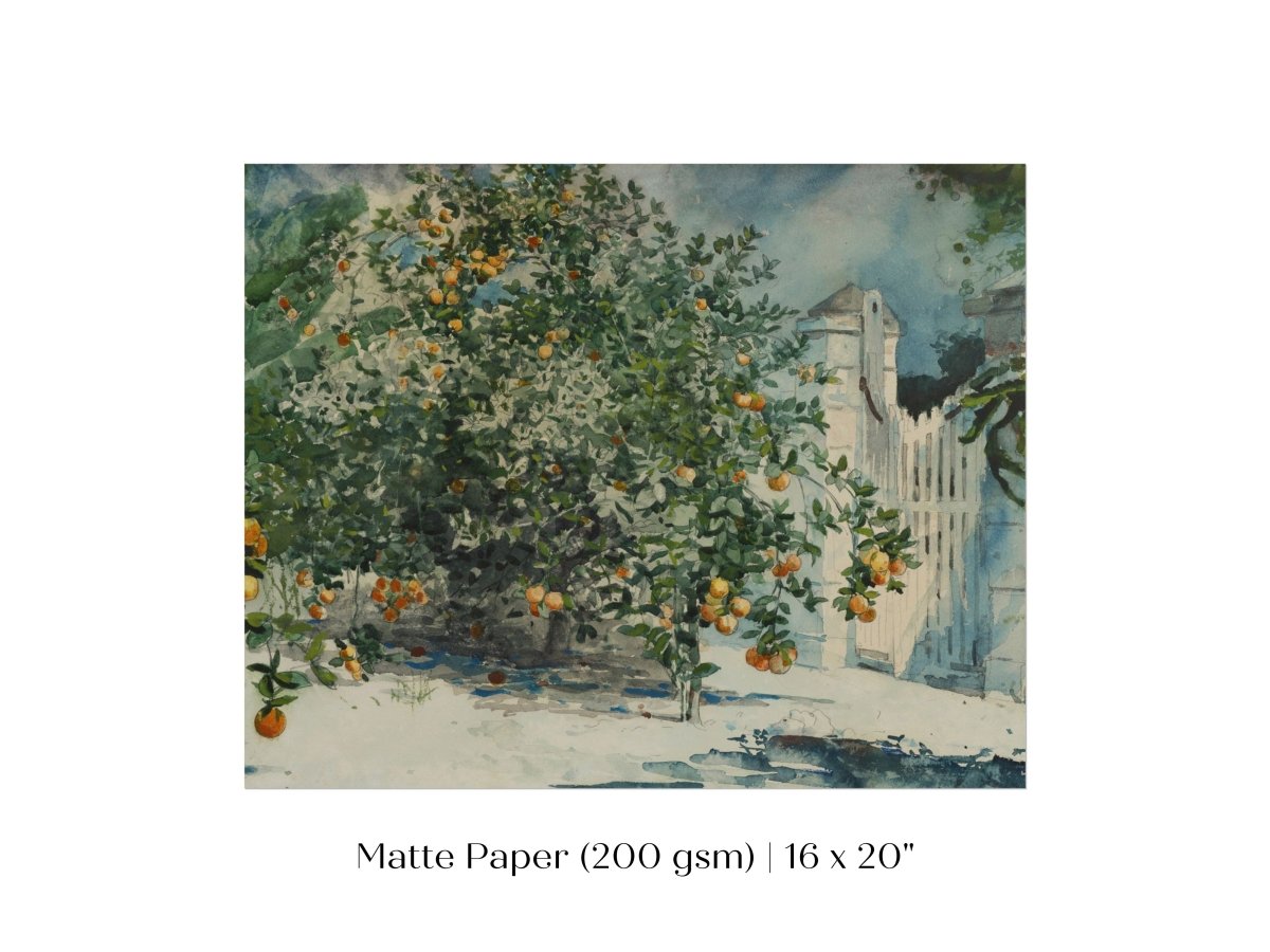Orange Trees and Gate | P441 - Single Art Prints - Piccolo Fiore Prints