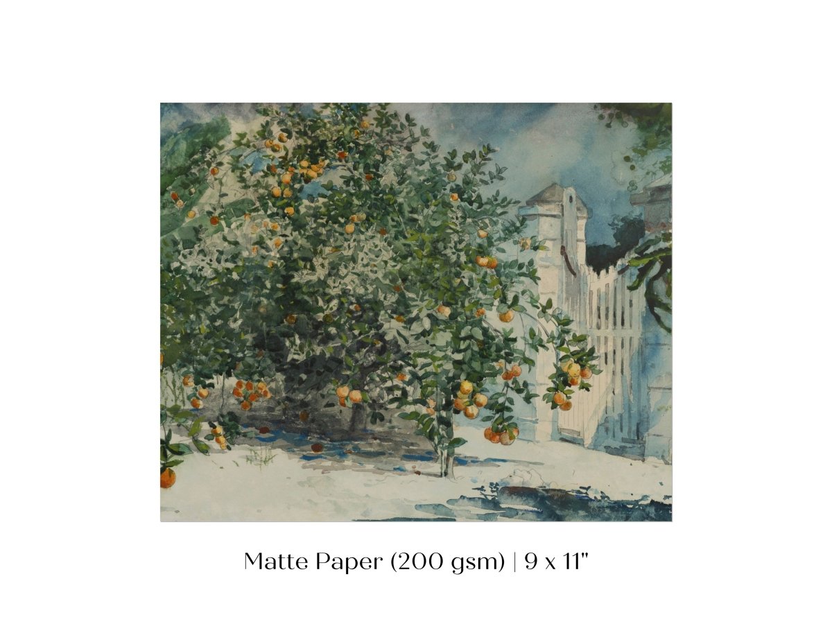 Orange Trees and Gate | P441 - Single Art Prints - Piccolo Fiore Prints