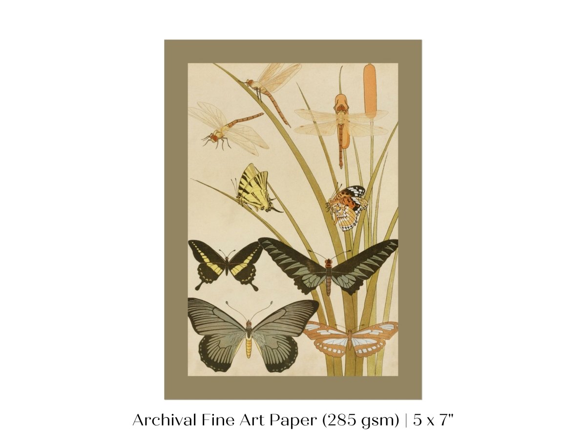 Papillons | P251 - Single Art Prints - Piccolo Fiore Prints