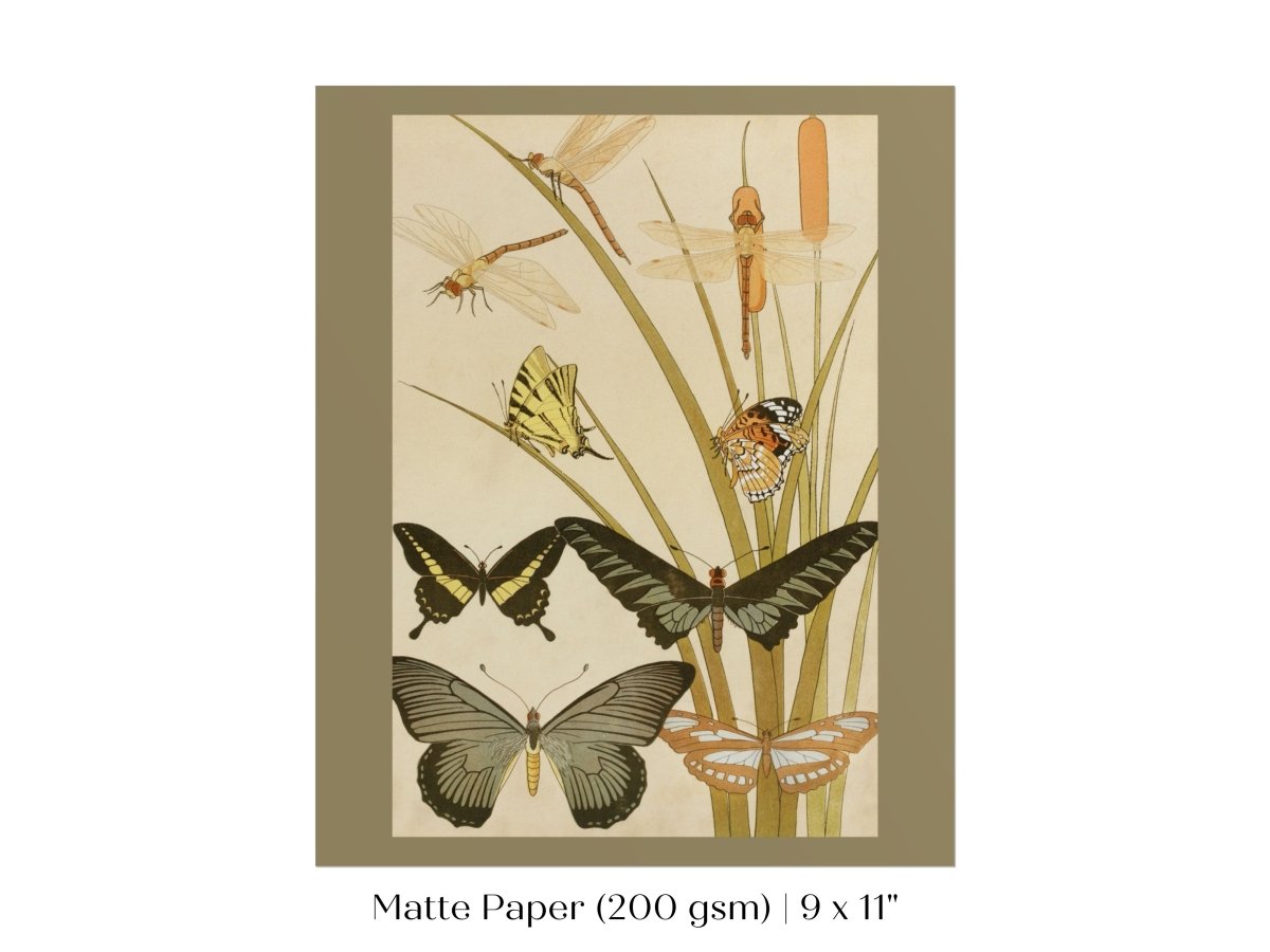 Papillons | P251 - Single Art Prints - Piccolo Fiore Prints