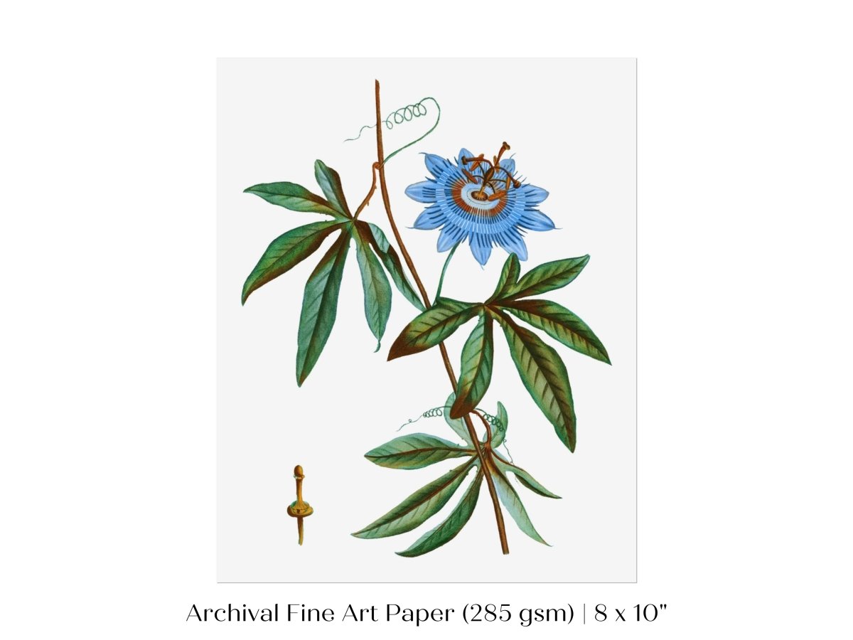 Passionflower Illustration | P153 - Single Art Prints - Piccolo Fiore Prints