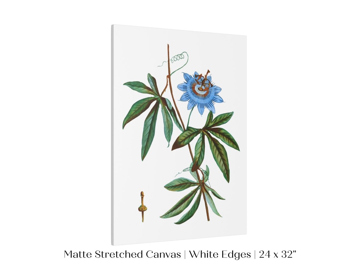 Passionflower Illustration | P153 - Single Art Prints - Piccolo Fiore Prints