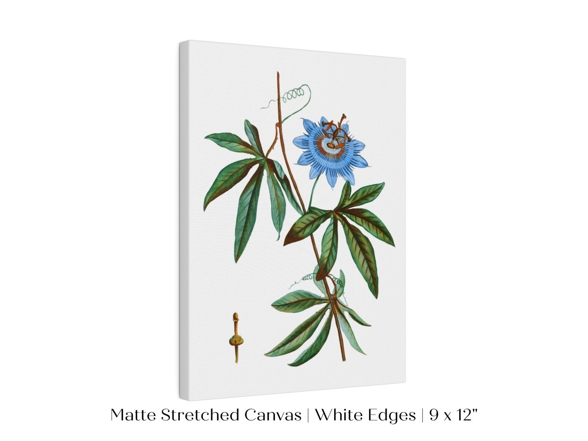 Passionflower Illustration | P153 - Single Art Prints - Piccolo Fiore Prints