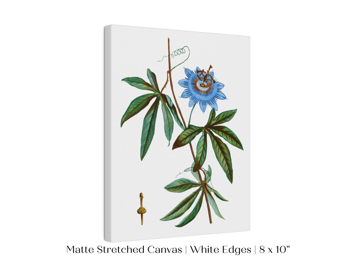 Passionflower Illustration | P153 - Single Art Prints - Piccolo Fiore Prints