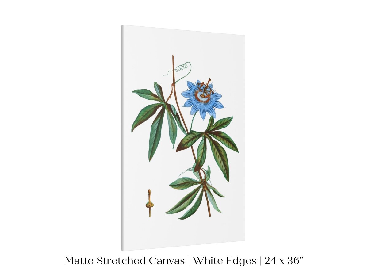 Passionflower Illustration | P153 - Single Art Prints - Piccolo Fiore Prints