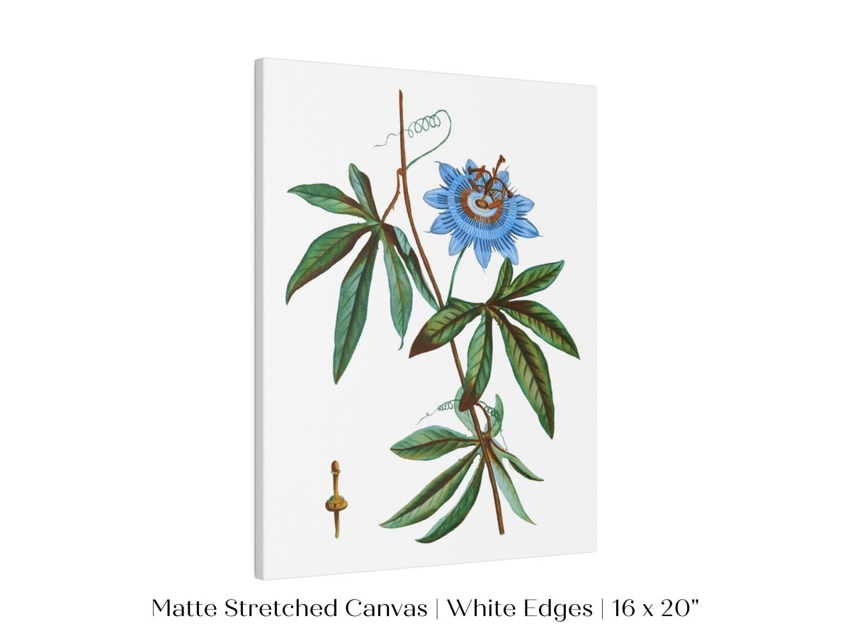 Passionflower Illustration | P153 - Single Art Prints - Piccolo Fiore Prints