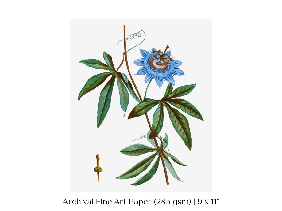 Passionflower Illustration | P153 - Single Art Prints - Piccolo Fiore Prints