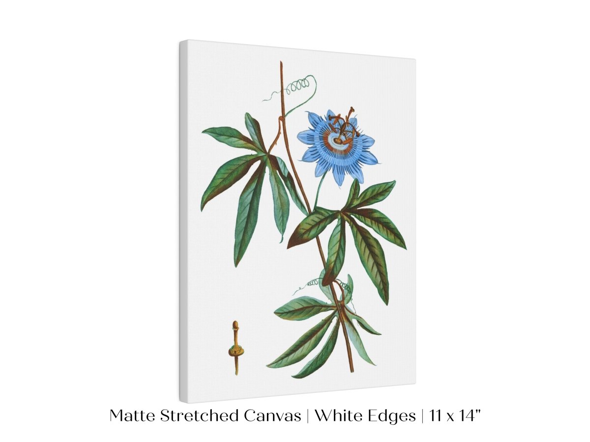 Passionflower Illustration | P153 - Single Art Prints - Piccolo Fiore Prints