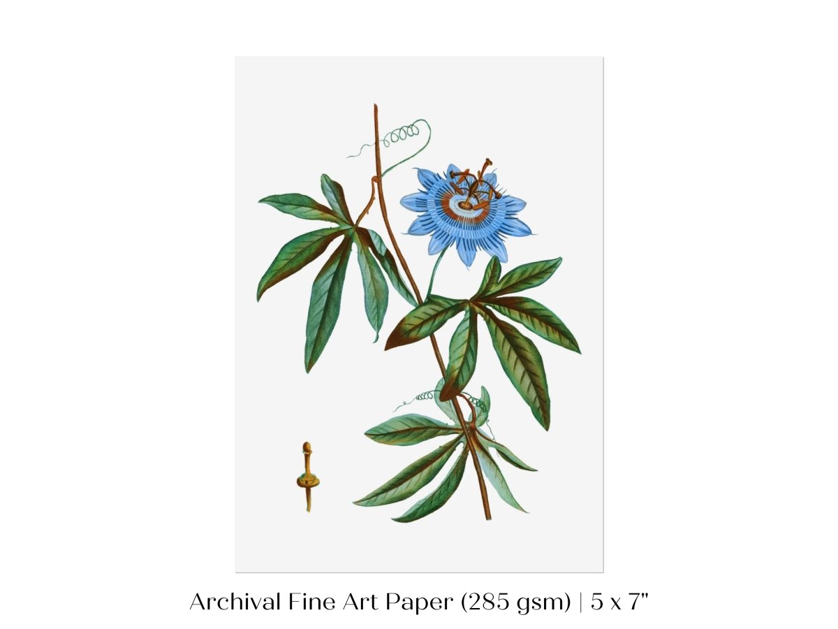 Passionflower Illustration | P153 - Single Art Prints - Piccolo Fiore Prints