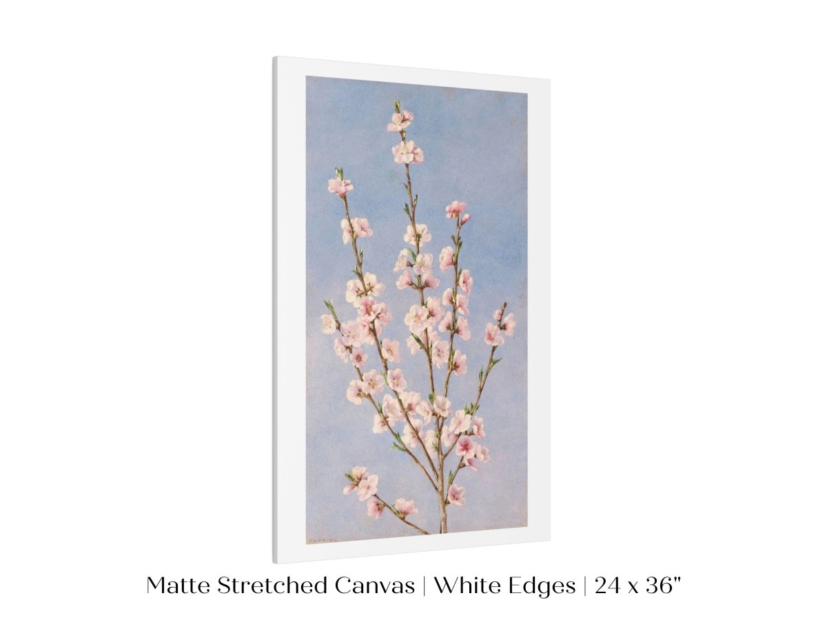 Peach Blossom | P24 - Single Art Prints - Piccolo Fiore Prints