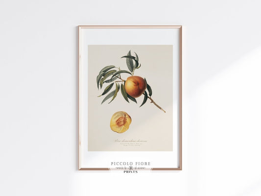 Peach Illustration | P99 - Single Art Prints - Piccolo Fiore Prints