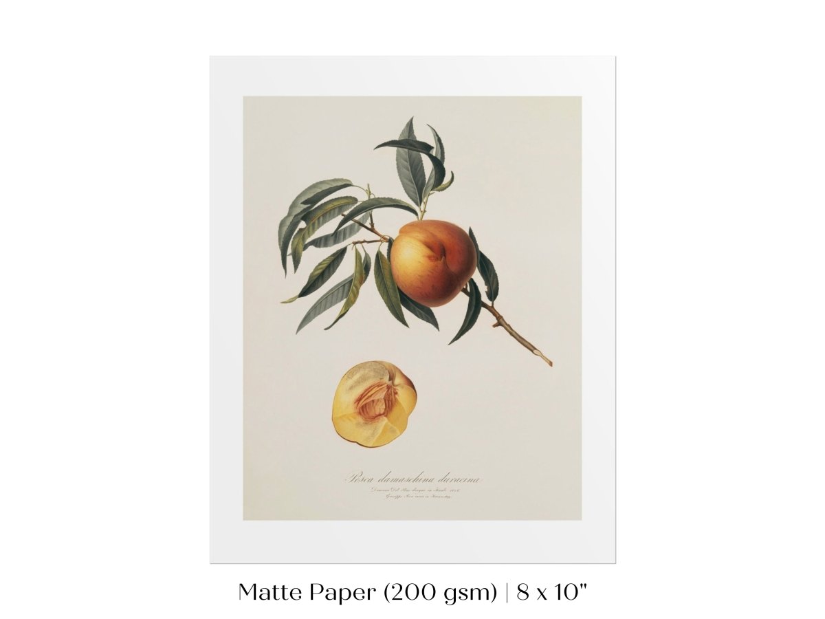 Peach Illustration | P99 - Single Art Prints - Piccolo Fiore Prints