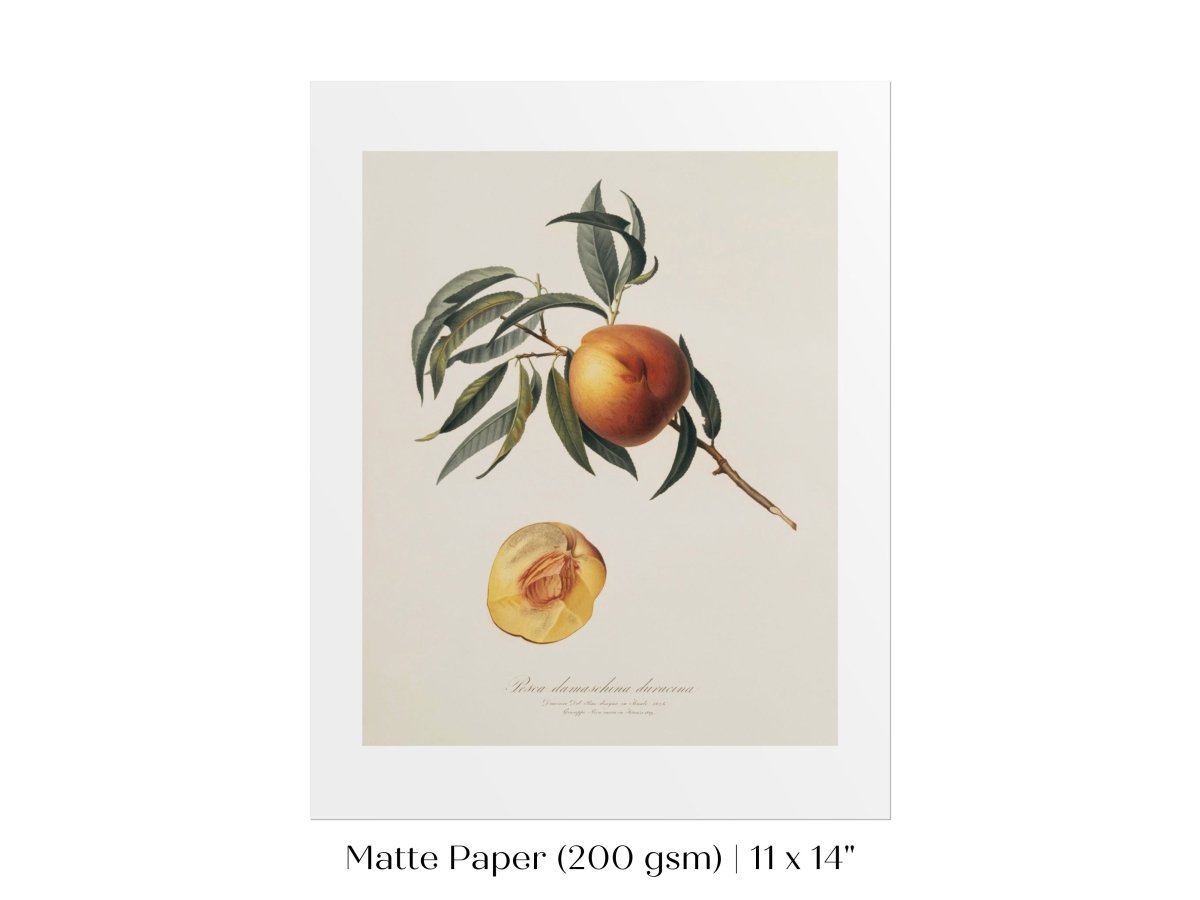 Peach Illustration | P99 - Single Art Prints - Piccolo Fiore Prints