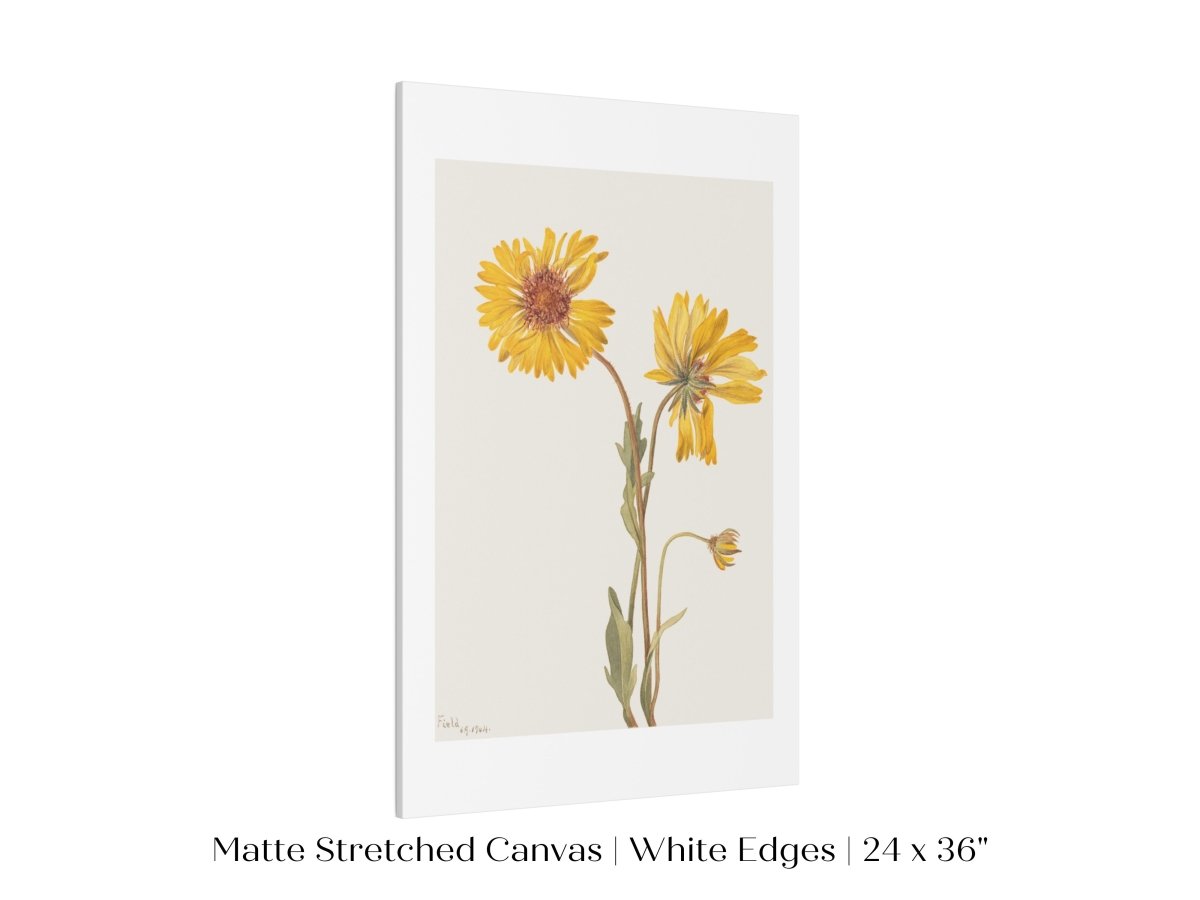 Perennial Gaillardia Illustration | P189 - Single Art Prints - Piccolo Fiore Prints