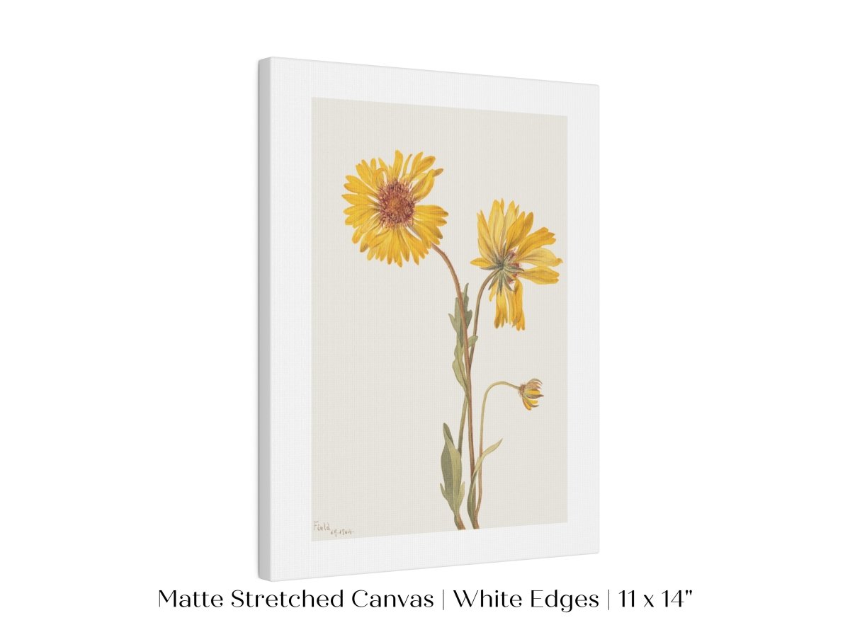 Perennial Gaillardia Illustration | P189 - Single Art Prints - Piccolo Fiore Prints