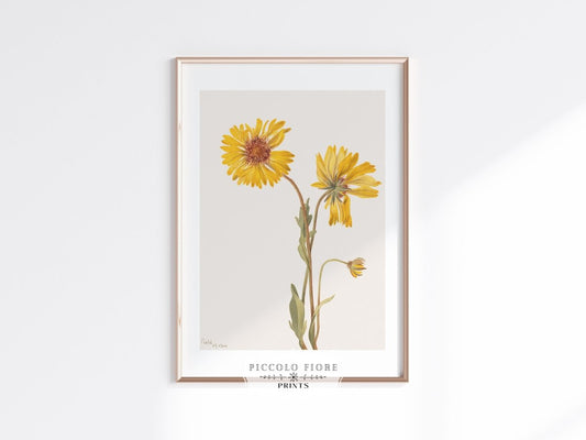 Perennial Gaillardia Illustration | P189 - Single Art Prints - Piccolo Fiore Prints