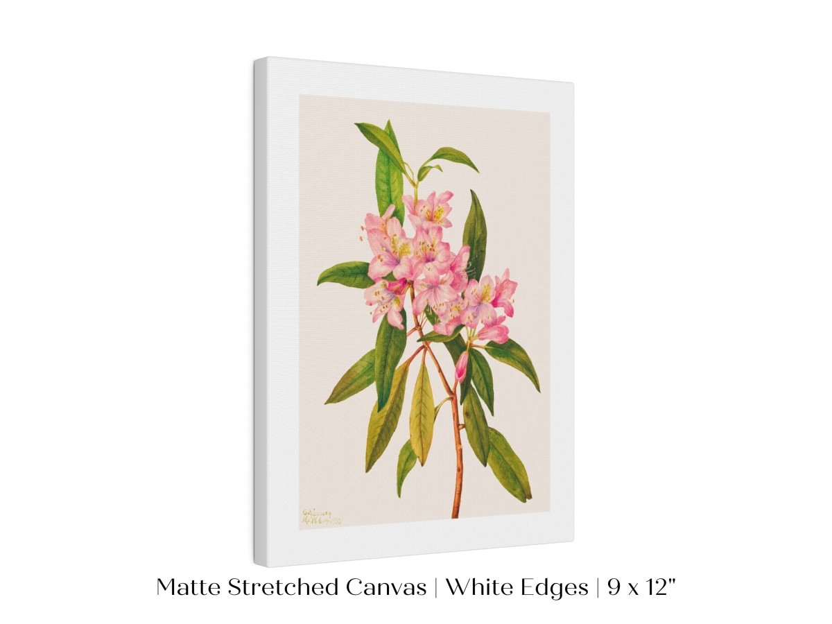 Pink Rose Bay Rhododendron Illustration | P178 - Single Art Prints - Piccolo Fiore Prints