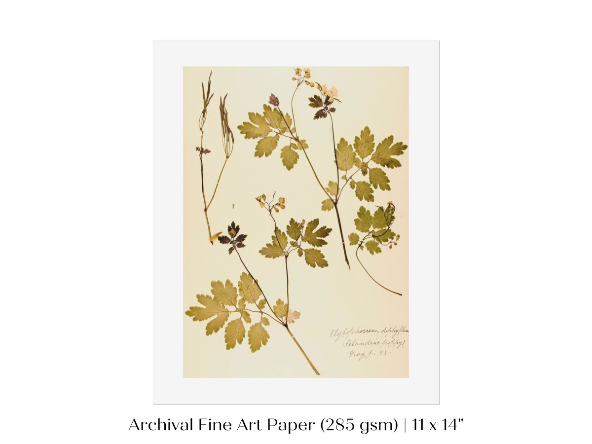 Pressed Flower Art Print | Celandine Poppy | P430 - Single Art Prints - Piccolo Fiore Prints