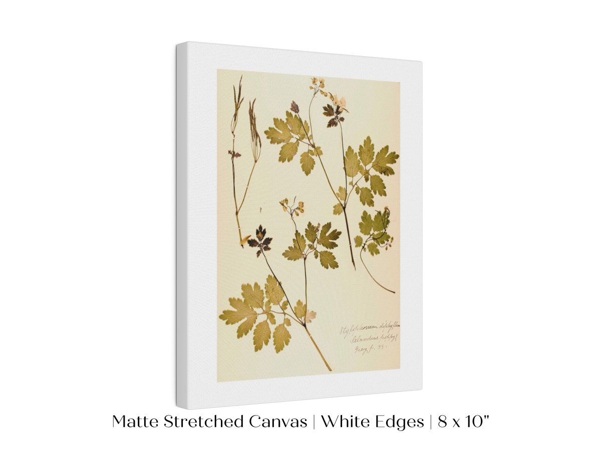 Pressed Flower Art Print | Celandine Poppy | P430 - Single Art Prints - Piccolo Fiore Prints